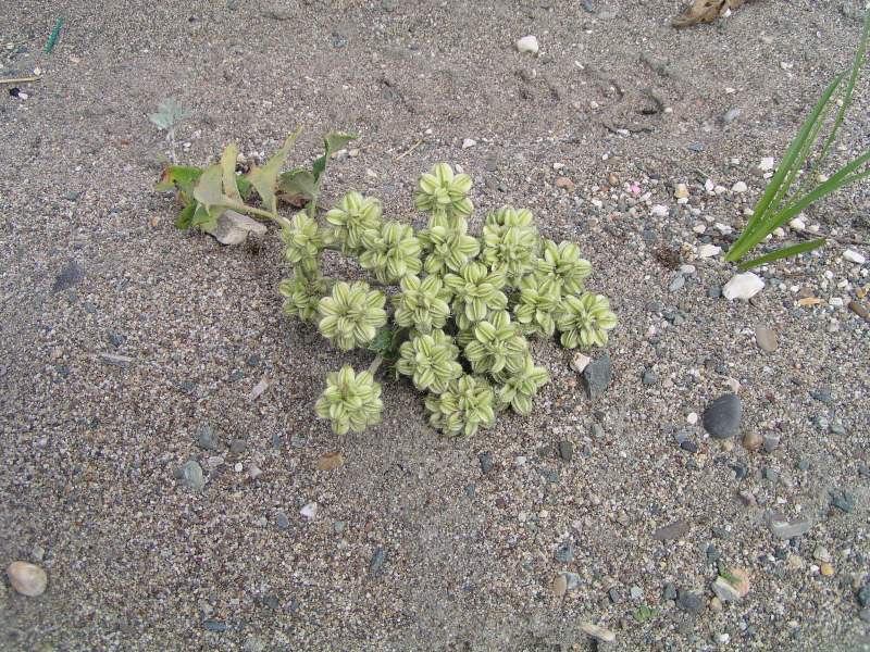 海岸に咲く花