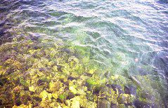 透明度世界一のバイカル湖の水